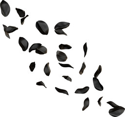 Fototapeta premium Falling Black Tulips