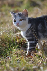 British Shorthair cat in a field in a close-up outdoor scene