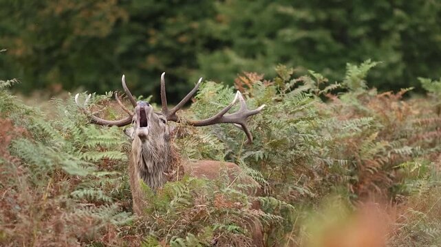 Red deer stag bellowing during rut in slow motion
