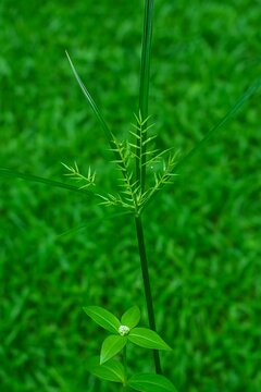 cannabis leaf on a green background, cyperaceae leaf 