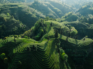 Beautiful tea crops terrace landscape in China