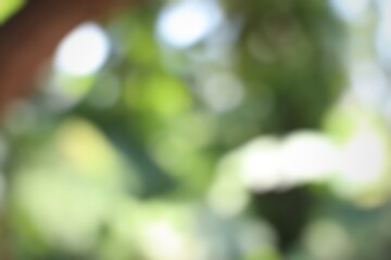 Soft focus natural green foliage bathed in gentle sunlight creating a tranquil ambiance