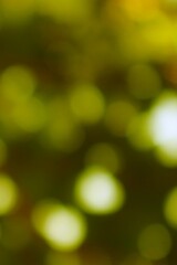 Soft golden light illuminates a serene natural scene creating a peaceful ambiance