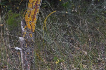 A closeup of the bark of a tree in the forest in the evening