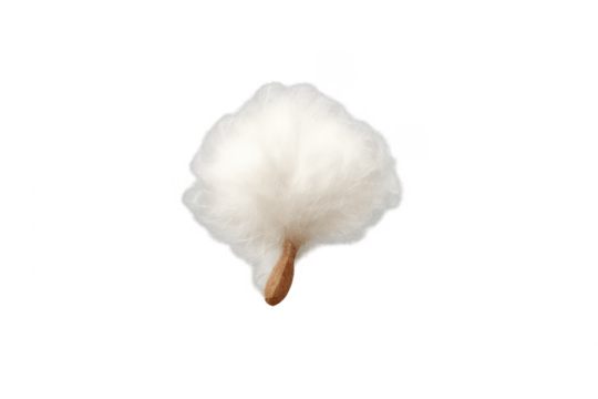 Cotton boll raw fiber on transparent background