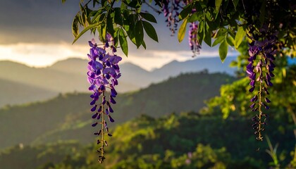 Hanging purple wisteria blooms with mountain view in soft light during golden hour
