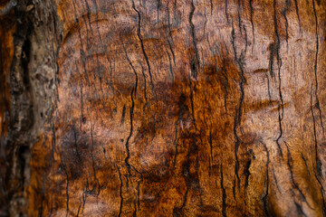 Close-up of natural wood texture with deep grain details, rich tones, and organic patterns. Ideal for nature themes, backgrounds, and design materials.