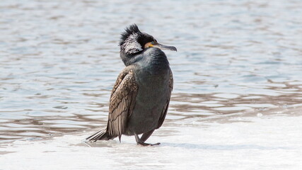 black crowned night heron