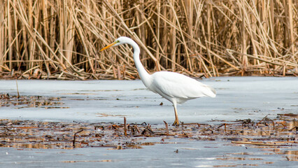 Fototapeta premium great white heron