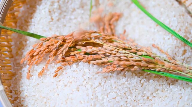 Rice grains in a wooden basket with a ear of rice. Healthy natural food in Korea