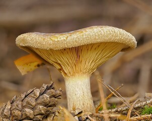 Fungus