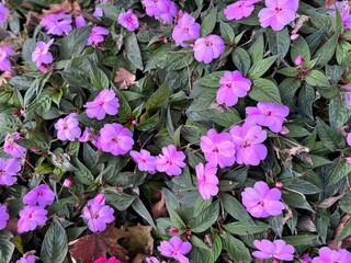 Purple Impatiens hawkeri flowers. New Guinea Impatiens (Impatiens hawkeri) with vibrant purple-pink blossoms and lush dark green foliage, creating a colorful floral ground cover in a garden setting.