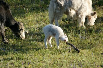 Fototapeta premium In the foreground is a large white yak grazing in a meadow with a small calf.
