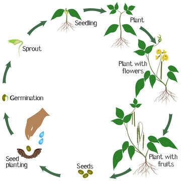 Life Cycle Plant Images  Browse 396,952 Stock Photos, Vectors, and Video |  Adobe Stock