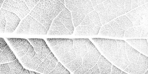 Monochrome leaf venation macro stipple dot texture, organic lattice geometry. Botanical vein backdrop, retro photocopy grain, pointillism speckle pattern, vector illustration.