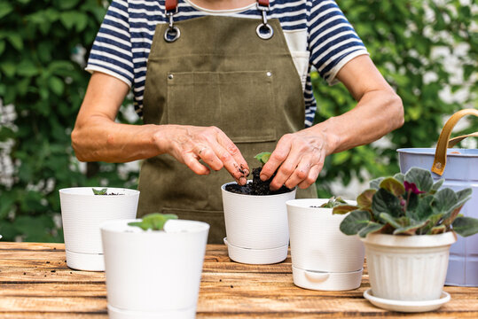 Middle age woman replanting african violets at home