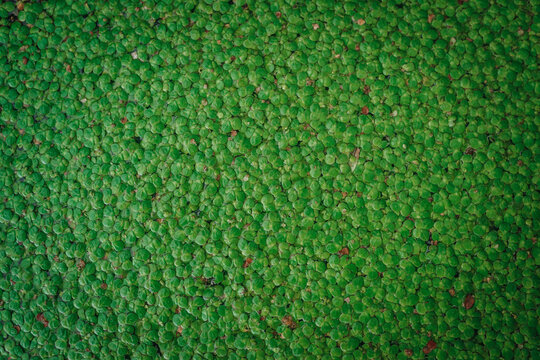 Vibrant aquatic plants covering a pond surface
