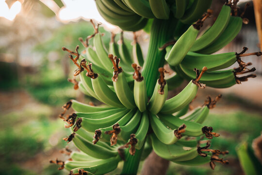 Green bananas growing in Nha Trang, Khanh Hoa, Vietnam