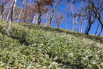 一面、笹の葉に覆われた山の斜面