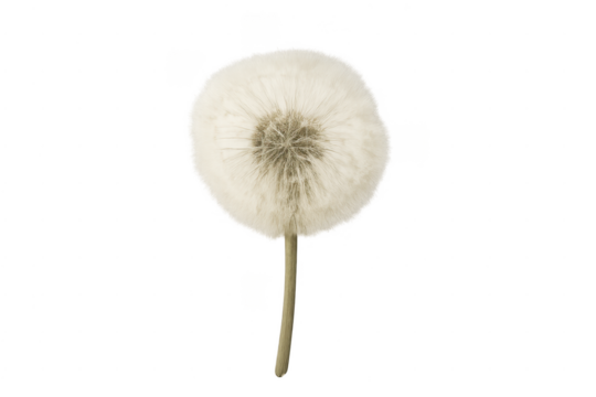 Dandelion seed head with white fluffy pappus