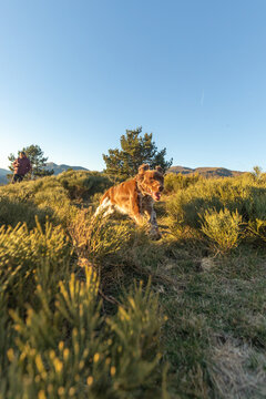 Brittany spaniel exploring in mountainous terrain