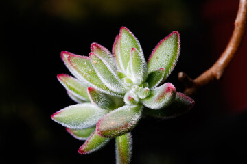 close up of succulent plant