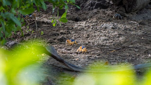 Colorful land crabs on a Caribbean forest floor