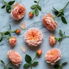Artistic flat lay composition of beautiful peach cabbage roses with delicate petals and fresh green leaves on a textured white marble tabletop