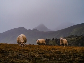 Fototapeta premium Serene Sheep Amidst the Mist: A tranquil scene unfolds as three sheep graze peacefully on a hillside, with rolling hills and a misty atmosphere in the background.