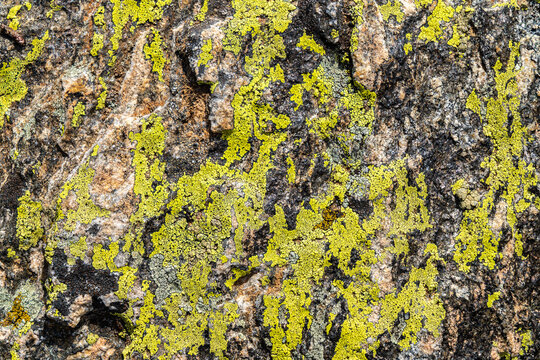 Lichen patterns on rock surface in French Pyrenees