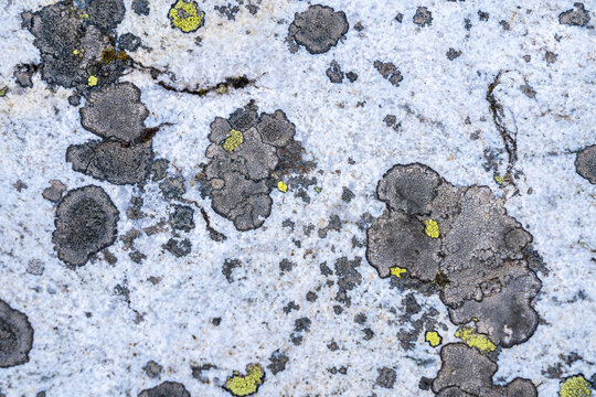 Lichen formations on rock surface in French Pyrenees