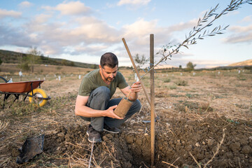 Planting olives in a rural, sustainable landscape
