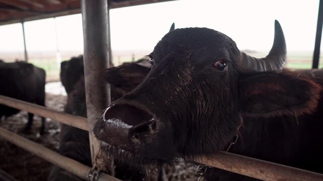 Buffalo farm in rural Ukraine in Transcarpathia. Animals graze, eat hay in an open barn. Authentic agriculture, animal husbandry and rural lifestyle. Peaceful atmosphere of a village with buffaloes