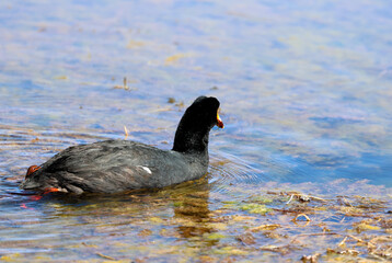 Giant coot in Lake Chungara, Chile