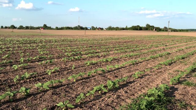 Rows of young plants growing under a clear blue sky in an open field during the afternoon
