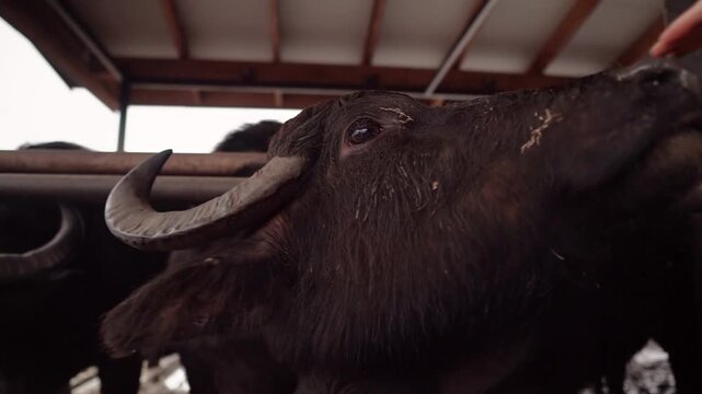Buffalo farm in rural Ukraine in Transcarpathia. Animals graze, eat hay in an open barn. Authentic agriculture, animal husbandry and rural lifestyle. Peaceful atmosphere of a village with buffaloes