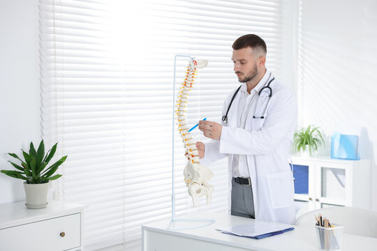 Doctor with human spine model in hospital. Space for text - Powered by Adobe