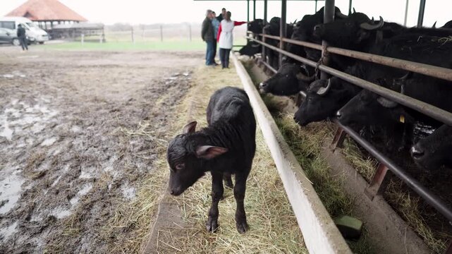 Buffalo farm in rural Ukraine in Transcarpathia. Animals graze, eat hay in an open barn. Authentic agriculture, livestock and rural lifestyle. Calf near a pen with buffaloes