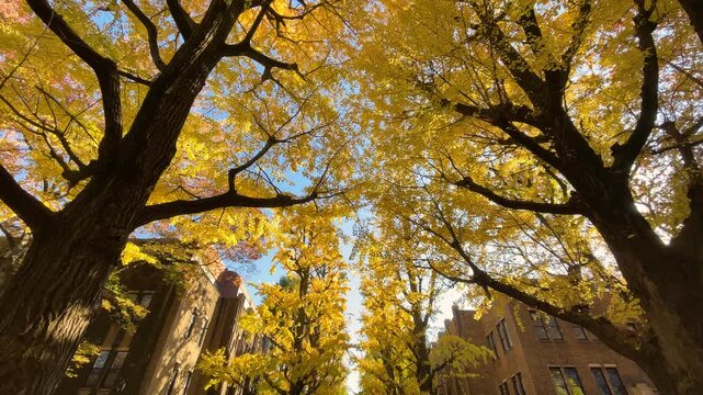 東京大学本郷キャンパスの銀杏