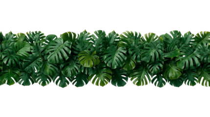A dense row of lush monstera plants with large split leaves PNG 
