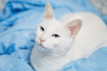 Obraz premium White Cat Resting on Blue Fabric in Soft Light