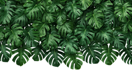 A dense row of lush monstera plants with large split leaves PNG