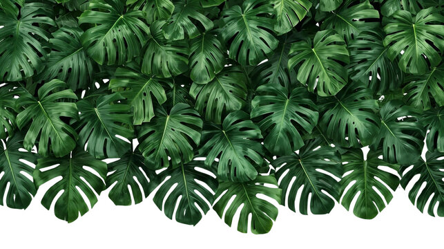 A dense row of lush monstera plants with large split leaves PNG