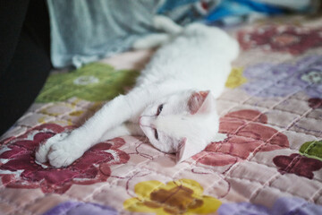 White Cat Stretching on a Colorful Floral Blanket