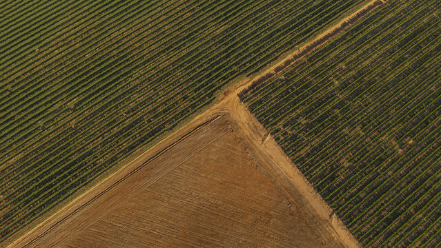 Aerial view of geometric patterns where golden fields meet emerald vineyards under the setting sun, Malmesbury, Western Cape, South Africa.