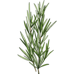 Green Rosemary Sprig With Long Thin Needles On A Transparent Background Isolated Herb Plant Detail With Detailed Texture And Natural Color