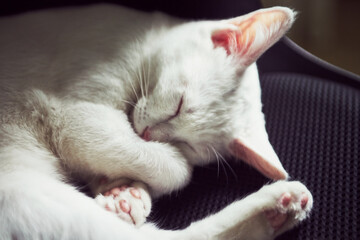 White cat peacefully sleeping curled up on black fabric surface
