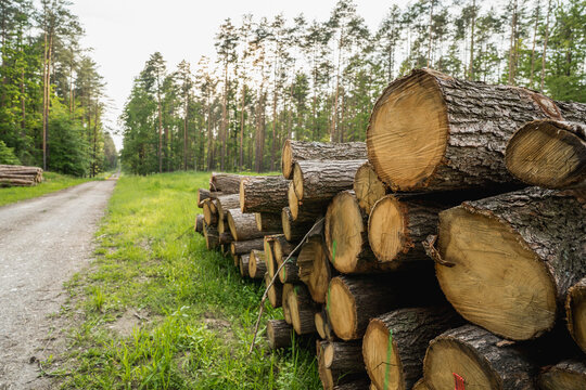 Pine timber logs stacked in forest, wood industry