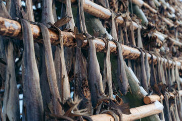 Traditional cod drying racks in Lofoten during winter