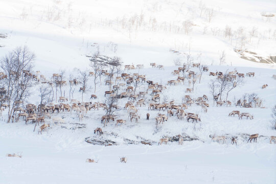 Herd of reindeer in snowy Lofoten winter landscape